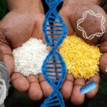 Genética mendeliana aplicada en agricultura: beneficios y resultados