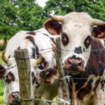 Química en la ganadería: beneficios y aplicaciones